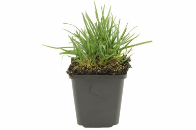 Mørk blåaks Sesleria heufleriana 5-10 potte P9 Sesleria heufleriana