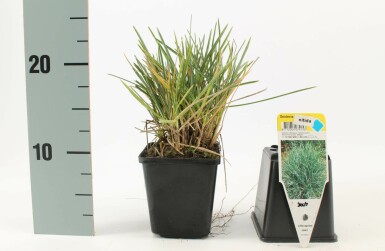 Blåaks Sesleria nitida 5-10 potte P9 Sesleria nitida