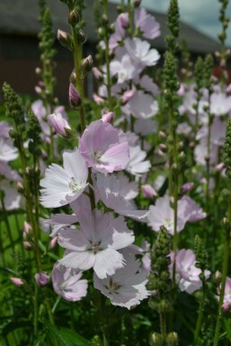 Silkekatost Sidalcea 'Elsie Heugh' 5-10 potte P9 Sidalcea 'Elsie Heugh'