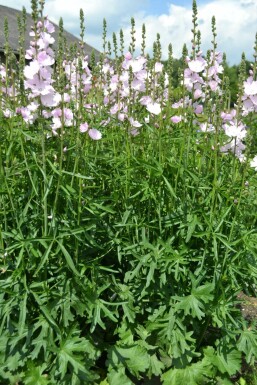 Silkekatost Sidalcea 'Elsie Heugh' 5-10 potte P9 Sidalcea 'Elsie Heugh'