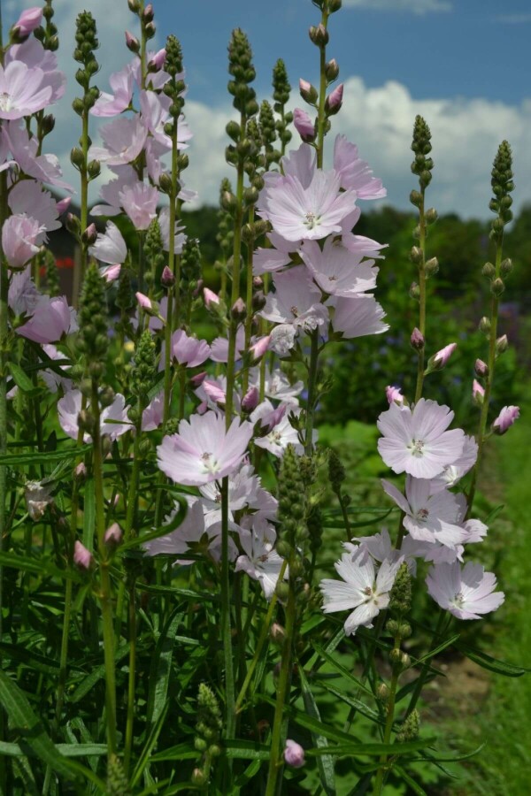 Silkekatost Sidalcea 'Elsie Heugh' 5-10 potte P9 Sidalcea 'Elsie Heugh'