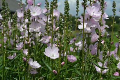 Silkekatost Sidalcea 'Elsie Heugh' 5-10 potte P9 Sidalcea 'Elsie Heugh'