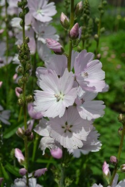 Silkekatost Sidalcea 'Elsie Heugh' 5-10 potte P9 Sidalcea 'Elsie Heugh'