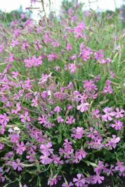 Høstlimurt Silene schafta 'Splendens' 5-10 potte P9 Silene schafta 'Splendens'