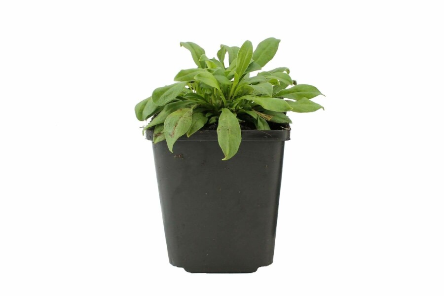 Høstlimurt Silene schafta 'Splendens' 5-10 potte P9 Silene schafta 'Splendens'