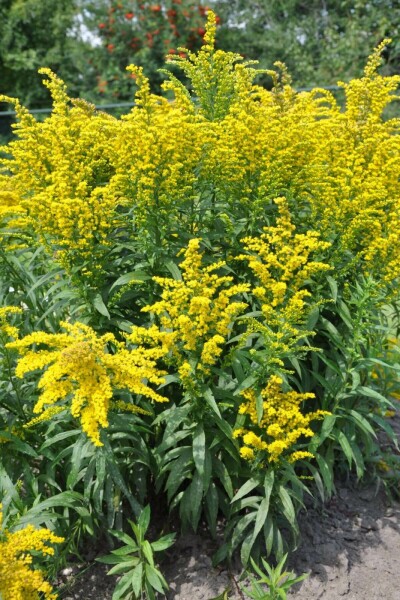 Canadisk gyldenris Solidago canadensis 'Goldkind' 5-10 potte P9 Solidago canadensis 'Goldkind'