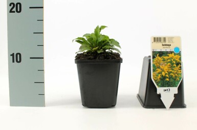 Canadisk gyldenris Solidago canadensis 'Goldkind' 5-10 potte P9 Solidago canadensis 'Goldkind'