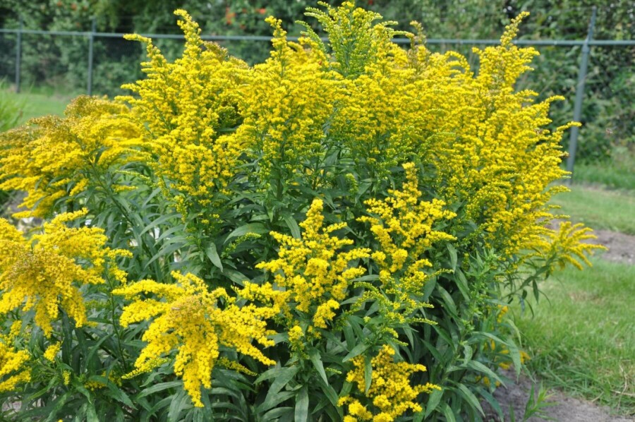 Canadisk gyldenris Solidago canadensis 'Goldkind' 5-10 potte P9 Solidago canadensis 'Goldkind'