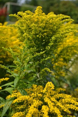 Canadisk gyldenris Solidago canadensis 'Goldkind' 5-10 potte P9 Solidago canadensis 'Goldkind'