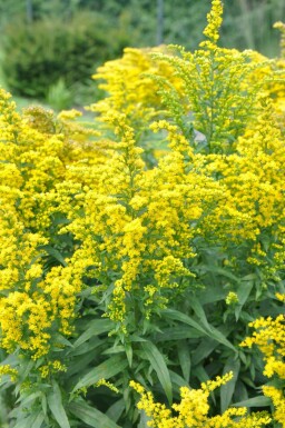 Canadisk gyldenris Solidago canadensis 'Goldkind' 5-10 potte P9 Solidago canadensis 'Goldkind'