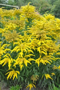 Canadisk gyldenris Solidago canadensis 'Goldkind' 5-10 potte P9 Solidago canadensis 'Goldkind'