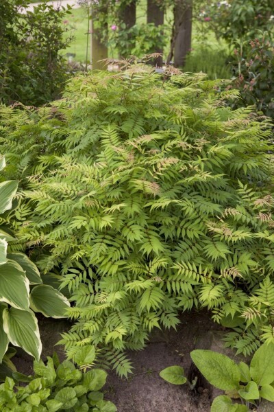 Sorbaria sorbifolia 'Sem' C3 30-40