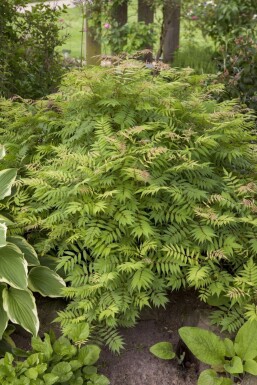 Sorbaria sorbifolia 'Sem' C3 30-40