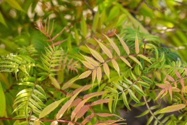 Sorbaria sorbifolia 'Sem' C3 30-40