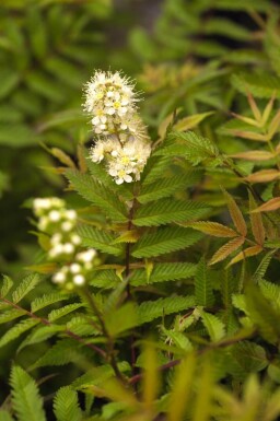 Sorbaria sorbifolia 'Sem' C3 30-40