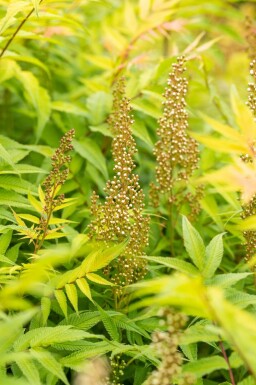 Sorbaria sorbifolia 'Sem' C3 30-40