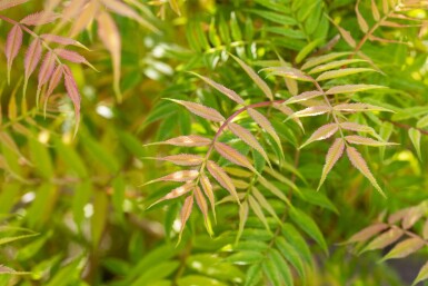 Sorbaria sorbifolia 'Sem' C3 30-40