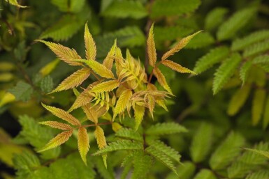 Sorbaria sorbifolia 'Sem' C3 30-40
