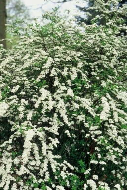 Grå spiræa Spiraea × cinerea 'Grefsheim' busk 30-40 potte C2