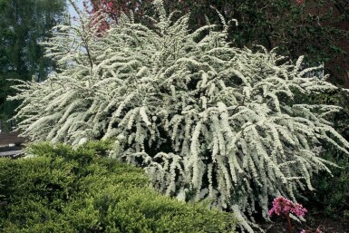Grå spiræa Spiraea × cinerea 'Grefsheim' busk 30-40 potte C2
