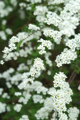 Spiraea × cinerea 'Grefsheim' C2 30-40