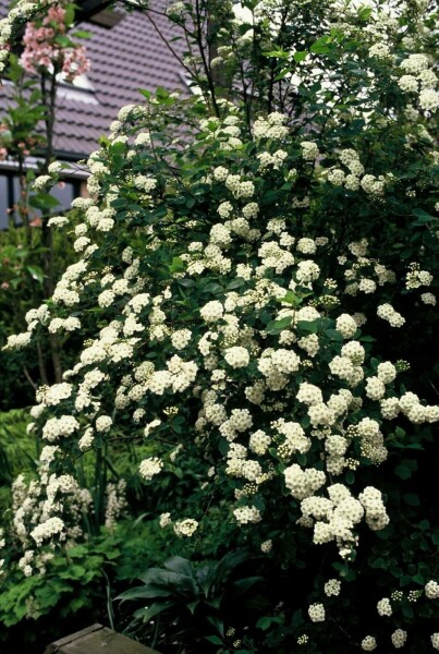Spiraea × vanhouttei C12 80-100