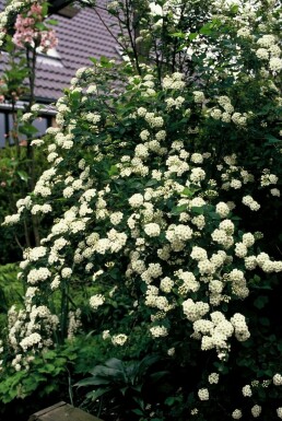 Buketspiræa Spiraea × vanhouttei busk 30-40 potte C3