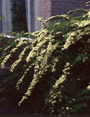 Buketspiræa Spiraea × vanhouttei busk 30-40 potte C3