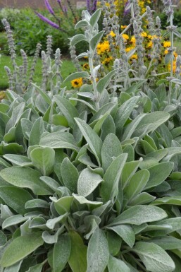 Lammeøre Stachys byzantina 5-10 potte P9 Stachys byzantina