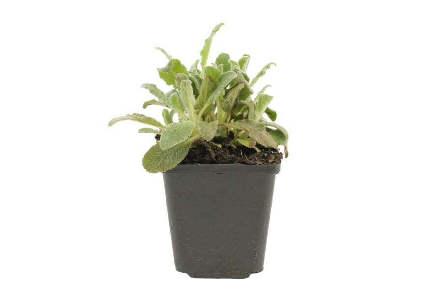 Lammeøre Stachys byzantina 5-10 potte P9 Stachys byzantina
