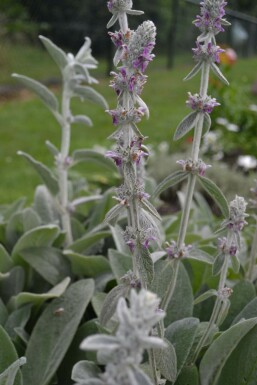 Lammeøre Stachys byzantina 5-10 potte P9 Stachys byzantina
