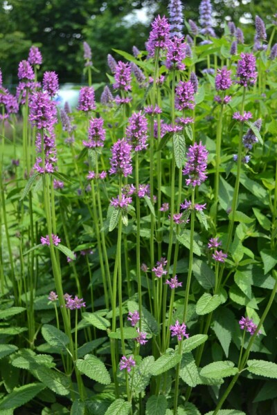 Havebetonie Stachys monieri 'Hummelo' 10-15 potte C2 Stachys monieri 'Hummelo'