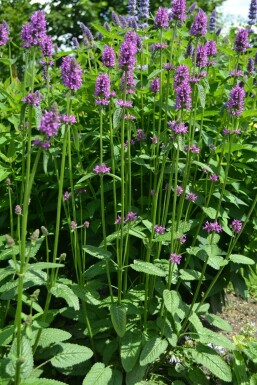 Havebetonie Stachys monieri 'Hummelo' 10-15 potte C2 Stachys monieri 'Hummelo'