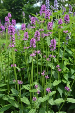 Havebetonie Stachys monieri 'Hummelo' 5-10 potte P9 Stachys monieri 'Hummelo'