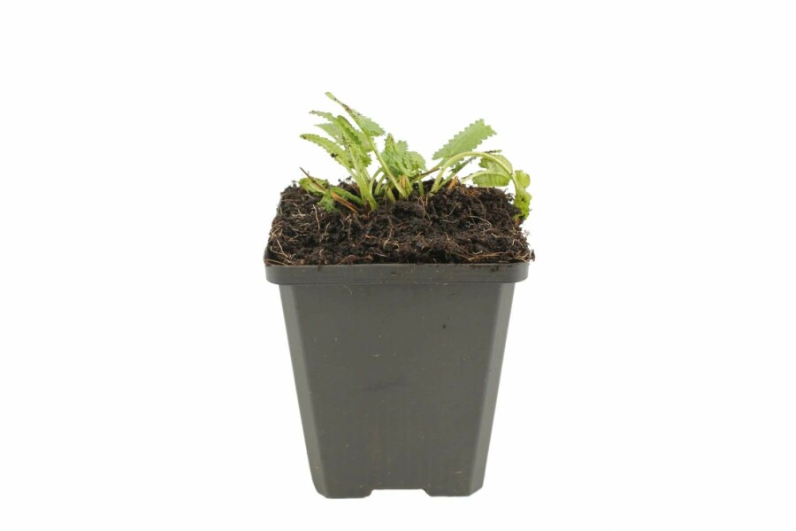 Havebetonie Stachys monieri 'Hummelo' 5-10 potte P9 Stachys monieri 'Hummelo'