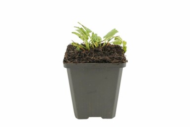 Havebetonie Stachys monieri 'Hummelo' 5-10 potte P9 Stachys monieri 'Hummelo'