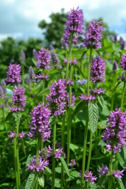 Havebetonie Stachys monieri 'Hummelo' 5-10 potte P9