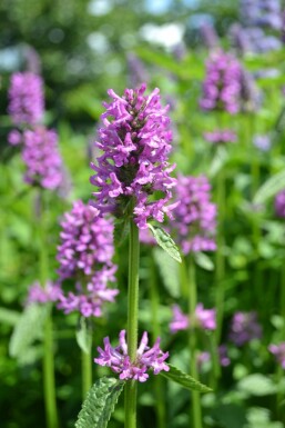 Havebetonie Stachys monieri 'Hummelo' 5-10 potte P9