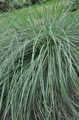 Kæmpefjergræs Stipa gigantea 5-10 potte P9 Stipa gigantea