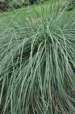 Kæmpefjergræs Stipa gigantea 5-10 potte P9