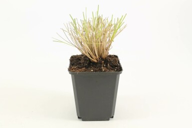 Kæmpefjergræs Stipa gigantea 5-10 potte P9 Stipa gigantea