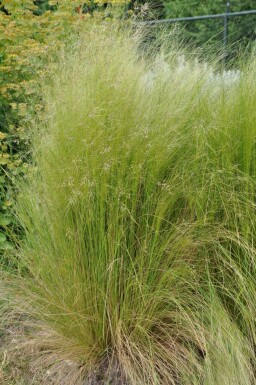 Fjergræs Stipa tenuissima 5-10 potte P9 Stipa tenuissima