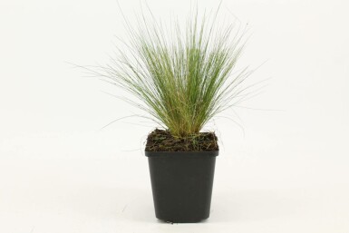 Fjergræs Stipa tenuissima 5-10 potte P9 Stipa tenuissima