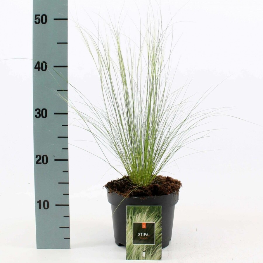 Fjergræs Stipa tenuissima 'Ponytails' 10-15 potte C2 Stipa tenuissima 'Ponytails'