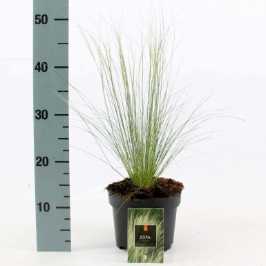 Fjergræs Stipa tenuissima 'Ponytails' 10-15 potte C2 Stipa tenuissima 'Ponytails'