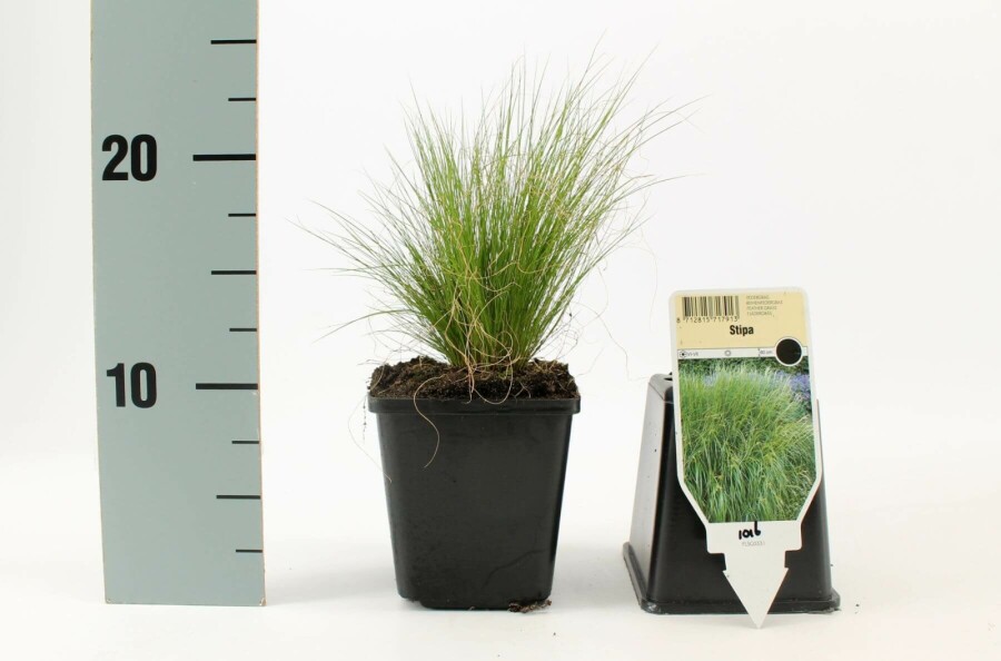 Fjergræs Stipa tenuissima 'Ponytails' 5-10 potte P9 Stipa tenuissima 'Ponytails'