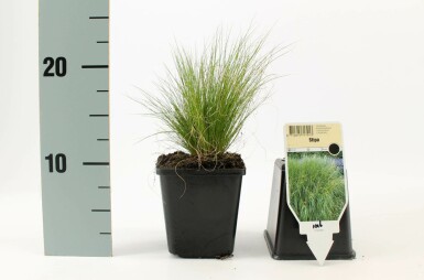 Fjergræs Stipa tenuissima 'Ponytails' 5-10 potte P9 Stipa tenuissima 'Ponytails'