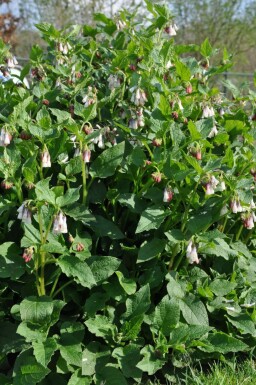 Storblomstret kulsukker Symphytum grandiflorum 5-10 potte P9