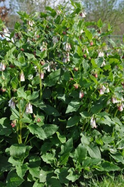 Storblomstret kulsukker Symphytum grandiflorum 5-10 potte P9 Symphytum grandiflorum