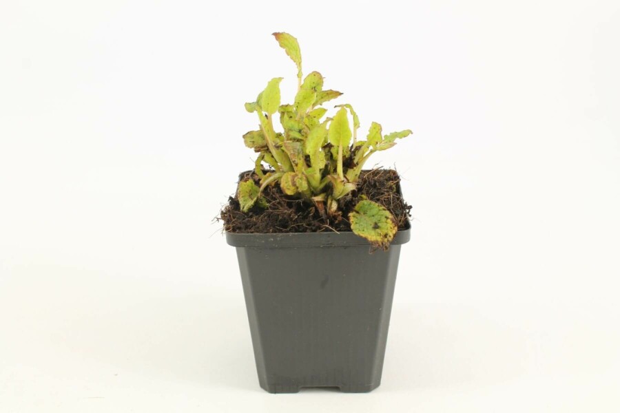 Storblomstret kulsukker Symphytum grandiflorum 5-10 potte P9 Symphytum grandiflorum